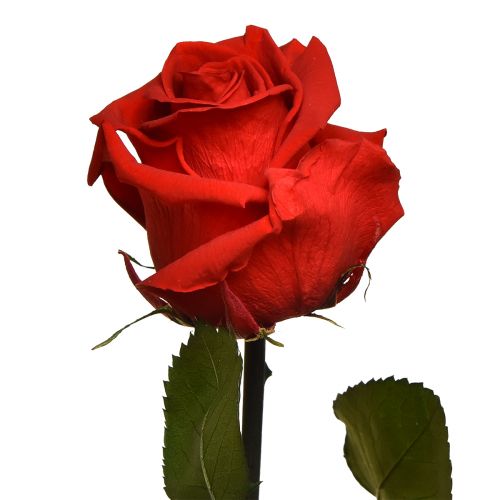 Product Infinity Rose with Leaves Preserved Amorosa Red L54cm