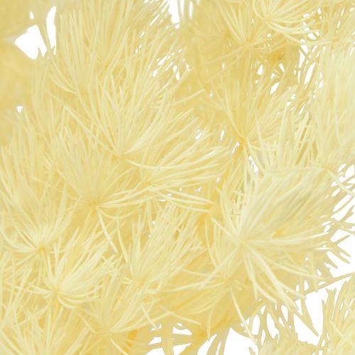 Product Asparagus Dry Decoration White Dried Ornamental Grass 80g