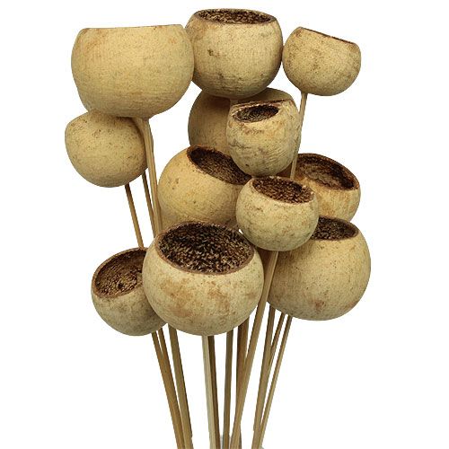 Floristik24 Bell Cup Mix on a stick Natural Exotics 15pcs