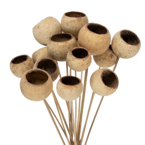 Floristik24 Bell Cup Mix on a Stem, Natural Exotic Varieties, 15 pieces