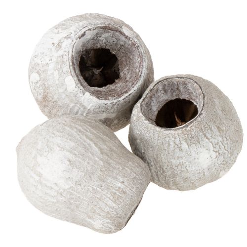 Bellgums whitewashed 2cm - 5cm 500g