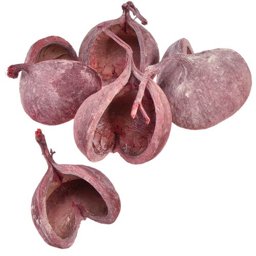 Product Buddha Nut Red White Dried Natural Decoration Ø5.5–9.5cm 5 pcs