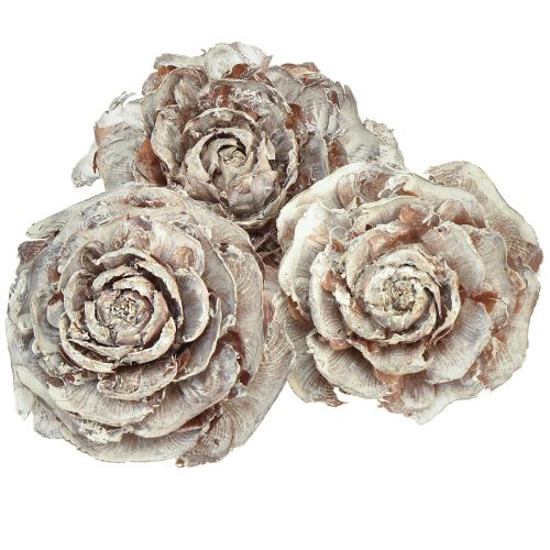 Cedar cones cut like rose Cedarrose 4-6cm white/natural 50 pcs