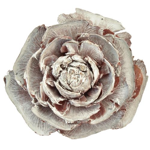 Product Cedar cones cut like rose Cedarrose 4-6cm white/natural 50 pcs