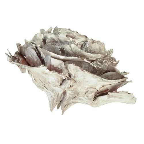 Product Cedar cones cut like rose Cedarrose 4-6cm white/natural 50 pcs