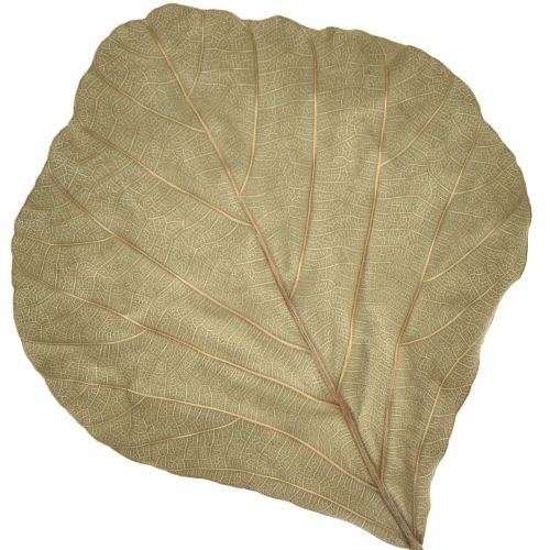 Product Cobra Leaves Dried Green Natural 15cm–17cm 50 pcs