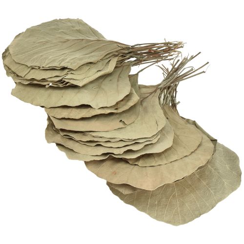 Product Cobra Leaves Dried Green Natural 15cm–17cm 50 pcs