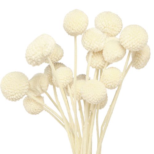 Craspedia dried drumsticks cream 45-55cm 20 pcs