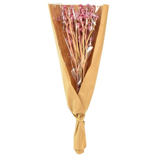 Product Currykraut Immortelle Artificial Pink L28cm 12 pcs 1 bunch