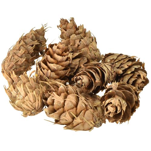 Floristik24 Douglas cones 1.3kg