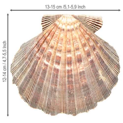 Product Real scallops natural – maritime flair natural 1 kg