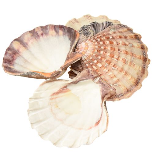 Product Real scallops natural – maritime flair natural 1 kg