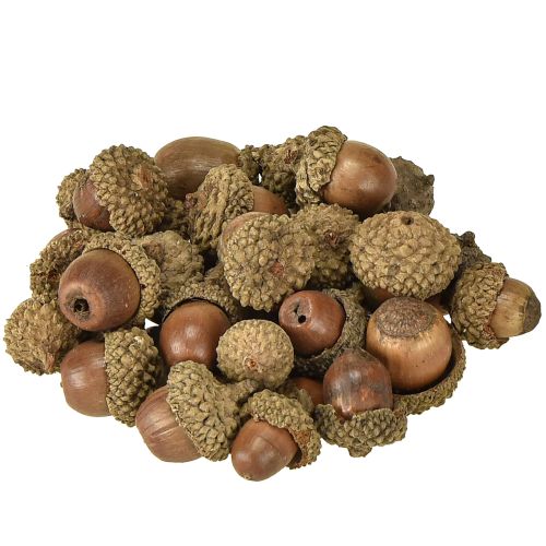 Floristik24 Acorns for decoration, autumn decoration, natural autumn fruits Ø1.5 – 2.5cm L1.5 – 3cm 300g
