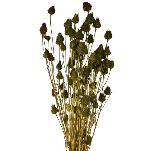 Floristik24 Strawberry thistle dry decoration olive green Ø1–2cm L55cm 100g