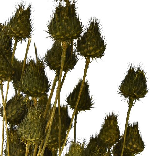 Product Strawberry thistle dry decoration olive green Ø1–2cm L55cm 100g