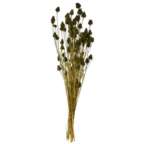 Product Strawberry thistle dry decoration olive green Ø1–2cm L55cm 100g