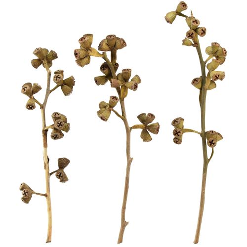 Product Eucalyptus branches natural decoration exotic eucalyptus 20-30cm 25 pcs