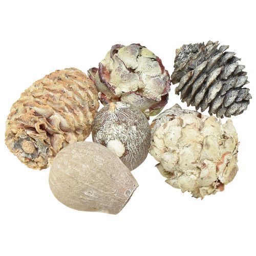Floristik24 Exoten Cones Leucodendron White Washed 3-4cm 450g