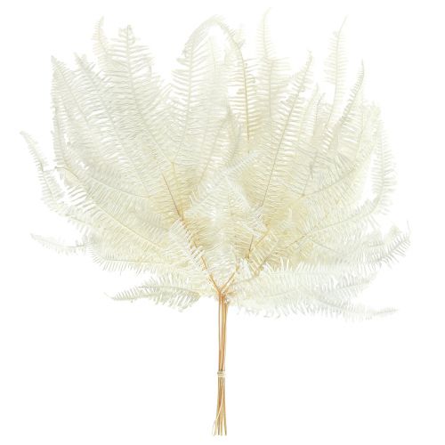 Product Fern Decoration Fern Fronds Preserved Bleached L45cm 10 pcs