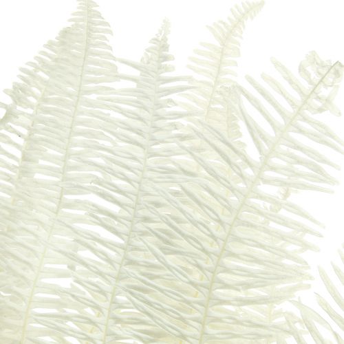 Product Fern Decoration Fern Fronds Preserved Bleached L45cm 10 pcs