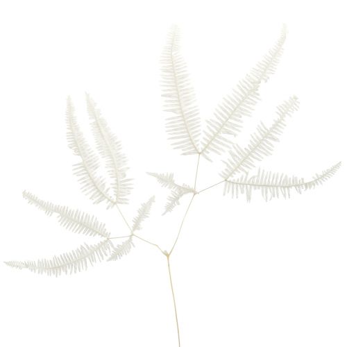 Product Fern Decoration Fern Fronds Preserved Bleached L45cm 10 pcs