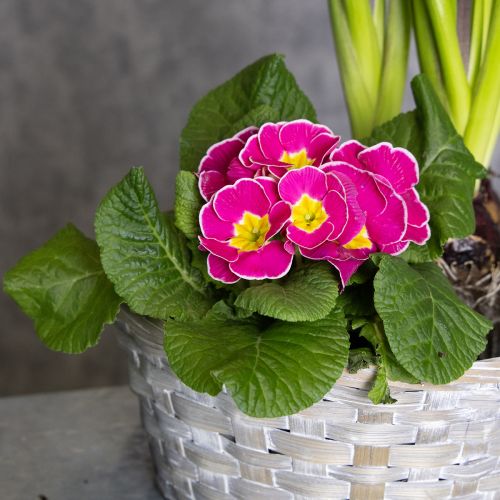 Product Woven basket as stylish floral decoration in the living area. Easter basket, 23cm, 6 pieces.