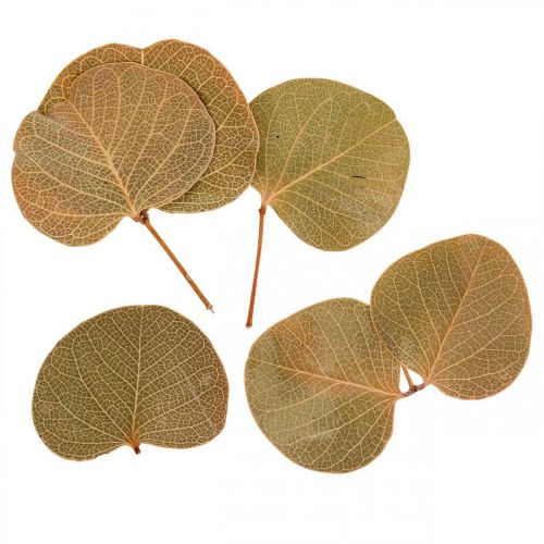 Product Dried leaves decoration Moneta dry floristry nature 200g