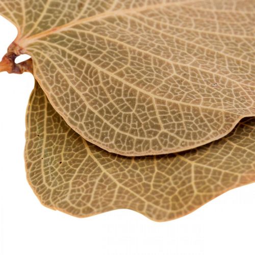 Product Dried Leaves Decoration Moneta Dry Floristry Natural 200g
