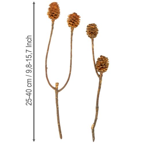 Product Glabrum Leucospermum Dried Flowers 25-40cm 25 pcs
