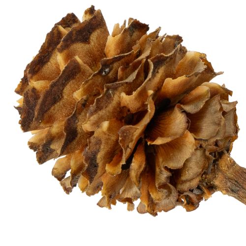 Product Glabrum Leucospermum Dried Flowers 25-40cm 25 pcs