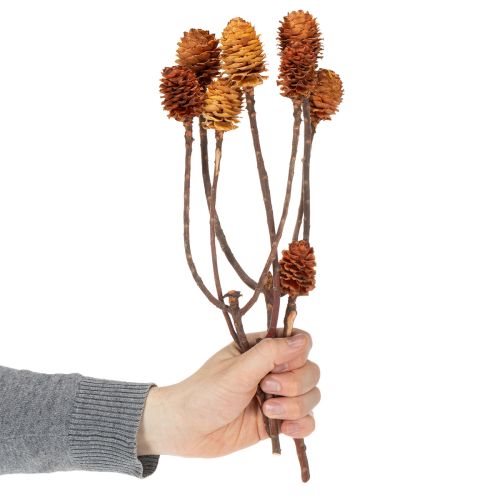 Product Glabrum Leucospermum Dried Flowers 25-40cm 25 pcs