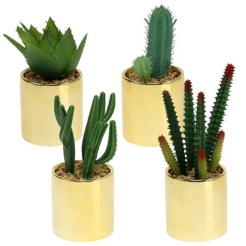 Floristik24 Cacti green in golden pot 12cm - 17cm 4pcs