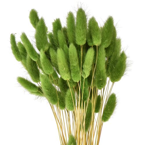 Product Hare&#39;s tail grass ornamental grass Lagurus olive green L65cm 50g