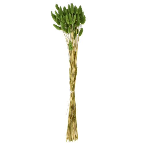 Product Hare&#39;s tail grass ornamental grass Lagurus olive green L65cm 50g