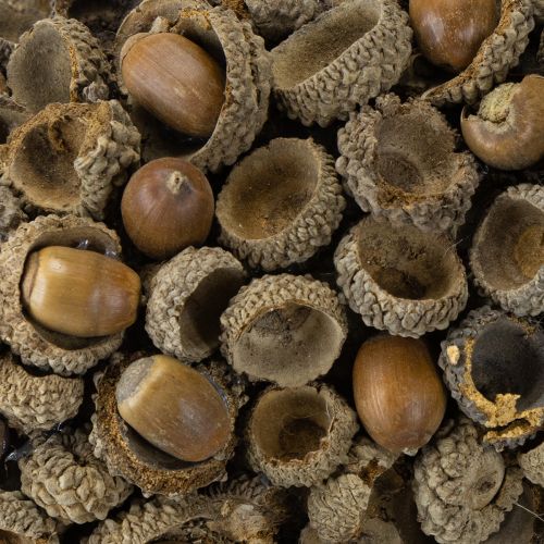 Product Autumn decoration wreath made of acorns natural wreath Ø30cm