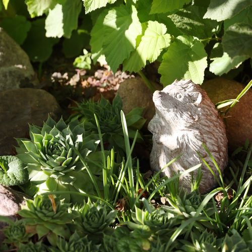 Floristik24 Hedgehog autumn decoration figure cast stone white washed H14.5cm