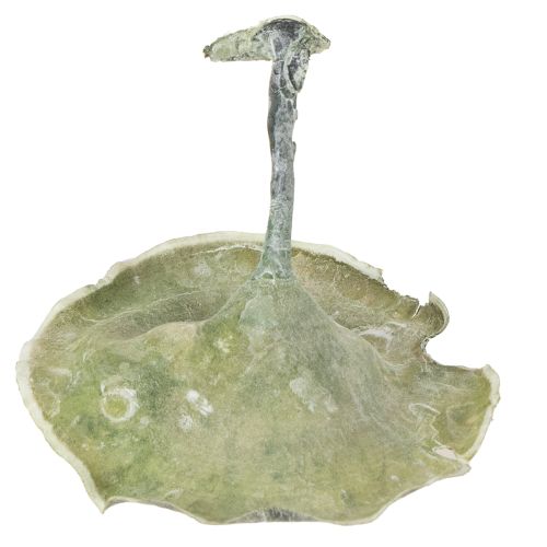 Product Kalix Mushroom Green, White Washed 100 pcs