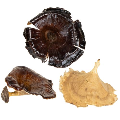 Floristik24 Kalix Mushroom Natural Varnished 100 pcs