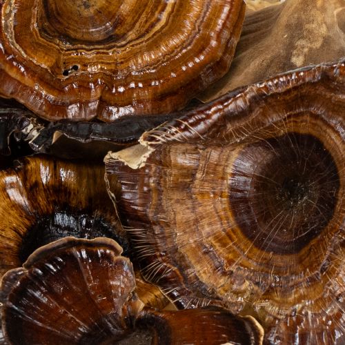 Product Kalix Mushroom Natural Varnished 100 pcs