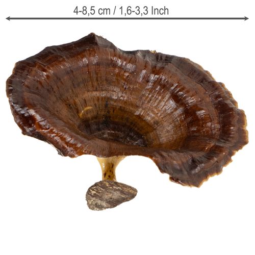 Product Kalix Mushroom Natural Varnished 100 pcs