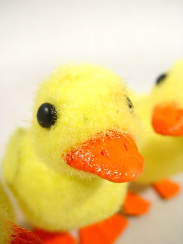 Floristik24 Chick m. Wire feet 8cm 12pcs. yellow / orange