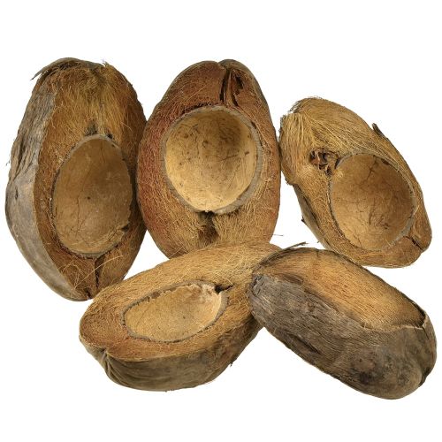 Floristik24 Coconut as plant bowl natural plant pot 20cm 5 pcs