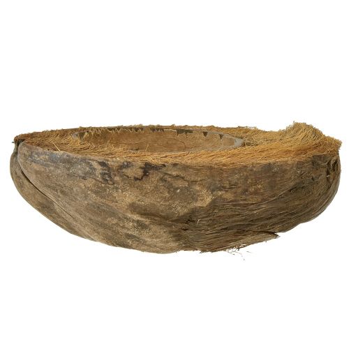 Floristik24 Coconut as plant bowl natural plant pot 20cm 5 pcs