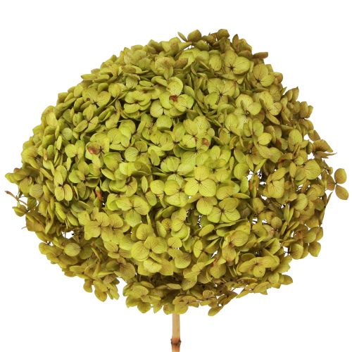 Floristik24 Preserved Hydrangea Large in Green Ø20cm L50–60cm
