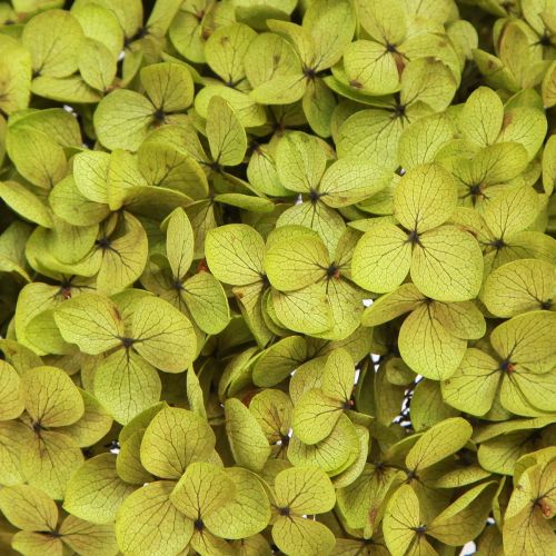 Floristik24 Preserved Hydrangea Large in Green Ø20cm L50–60cm