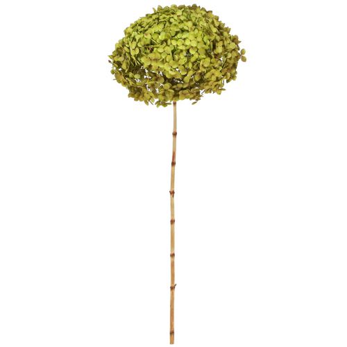 Floristik24 Preserved Hydrangea Large in Green Ø20cm L50–60cm