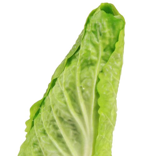 Product Artificial pointed cabbage food dummy Ø5cm H18cm