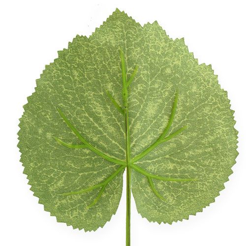 Product Deco plant leaves Galax W10cm L22cm 24pcs