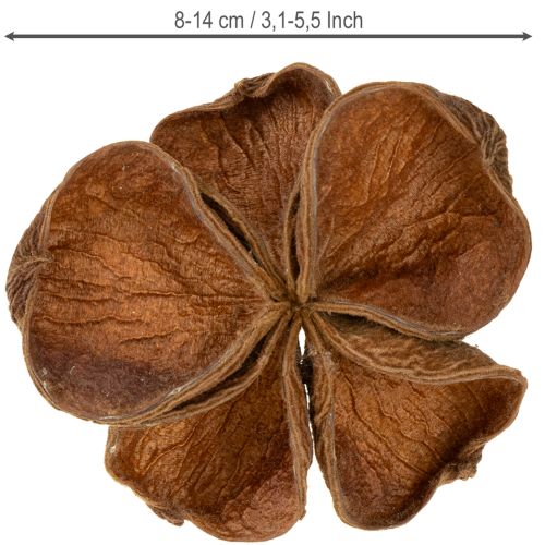 Product Landlotus Nature 50 pcs