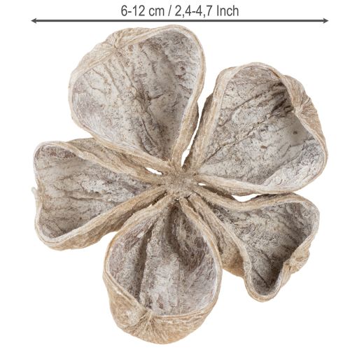 Landlotus White Washed 6-12cm 50 pcs | Floristik24.co.uk